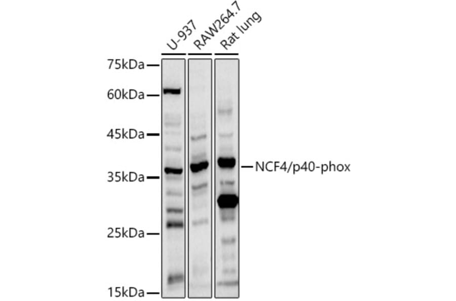 Western Blot - Anti-p40-phox Antibody (A13866) - Antibodies.com