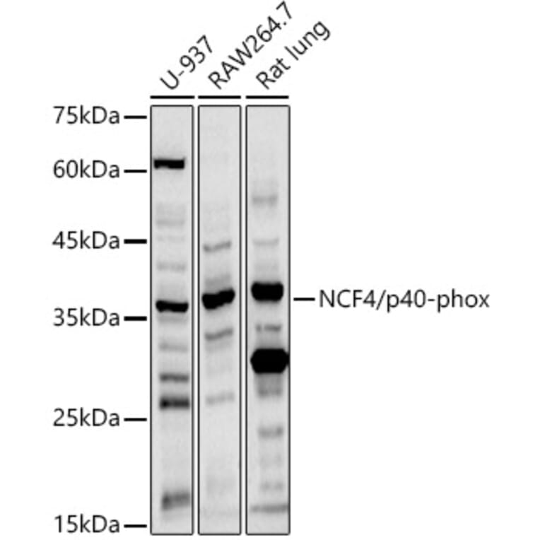 Western Blot - Anti-p40-phox Antibody (A13866) - Antibodies.com