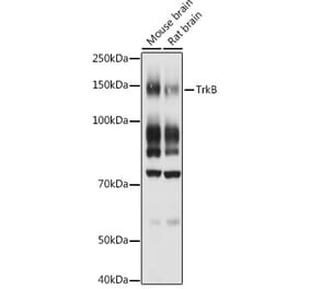 Western Blot - Anti-TrkB Antibody (A13868) - Antibodies.com