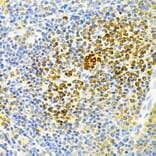 Immunohistochemistry - Anti-Osteoprotegerin Antibody (A13869) - Antibodies.com