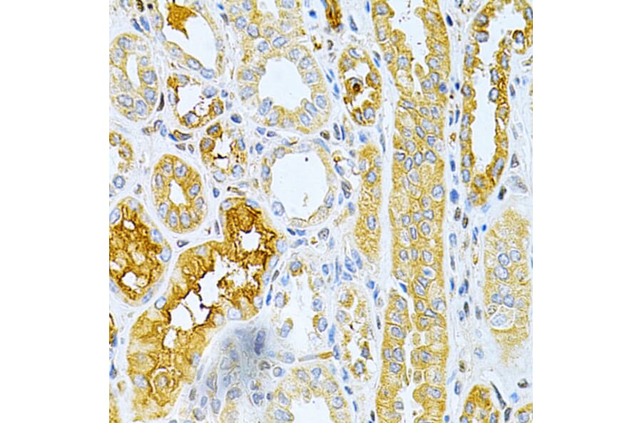 Immunohistochemistry - Anti-Osteoprotegerin Antibody (A13869) - Antibodies.com