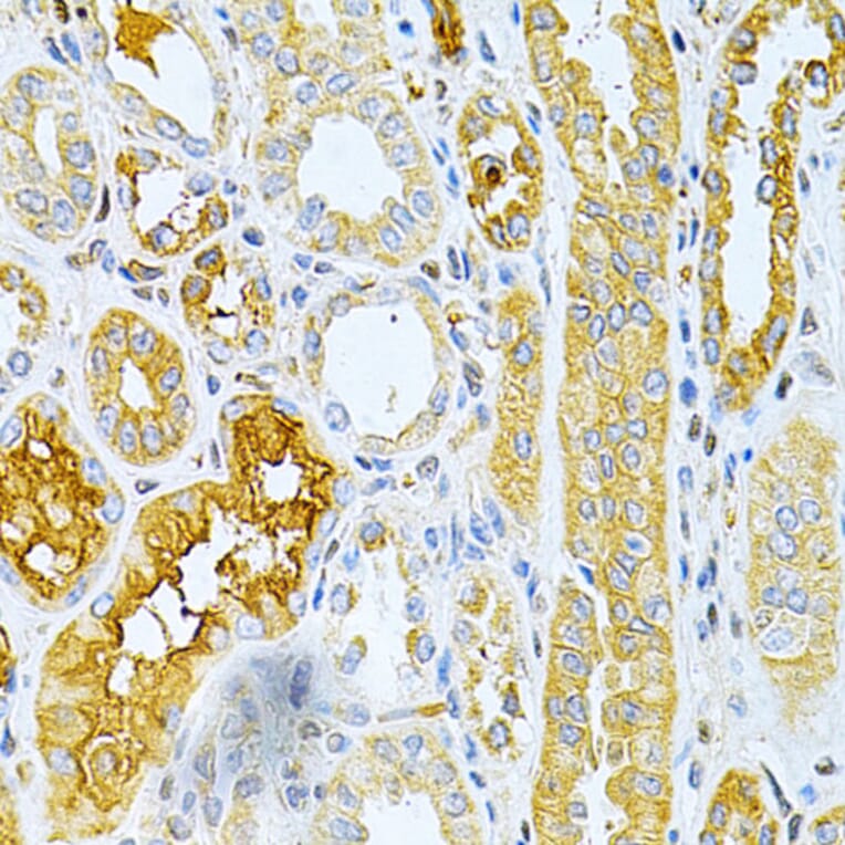 Immunohistochemistry - Anti-Osteoprotegerin Antibody (A13869) - Antibodies.com