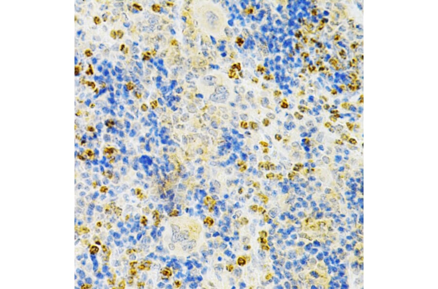 Immunohistochemistry - Anti-Osteoprotegerin Antibody (A13869) - Antibodies.com