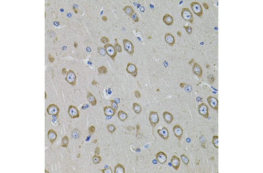 Immunohistochemistry - Anti-PDE1B Antibody (A13871) - Antibodies.com