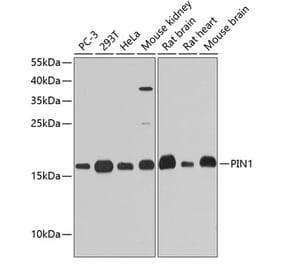 Western Blot - Anti-Pin1 Antibody (A13874) - Antibodies.com