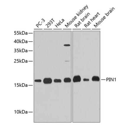Western Blot - Anti-Pin1 Antibody (A13874) - Antibodies.com