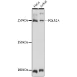Western Blot - Anti-RNA polymerase II CTD repeat YSPTSPS Antibody (A13875) - Antibodies.com