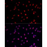 Immunofluorescence - Anti-RNA polymerase II CTD repeat YSPTSPS Antibody (A13875) - Antibodies.com
