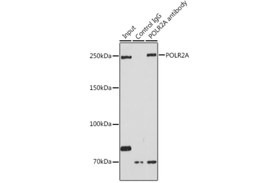 Western Blot - Anti-RNA polymerase II CTD repeat YSPTSPS Antibody (A13875) - Antibodies.com