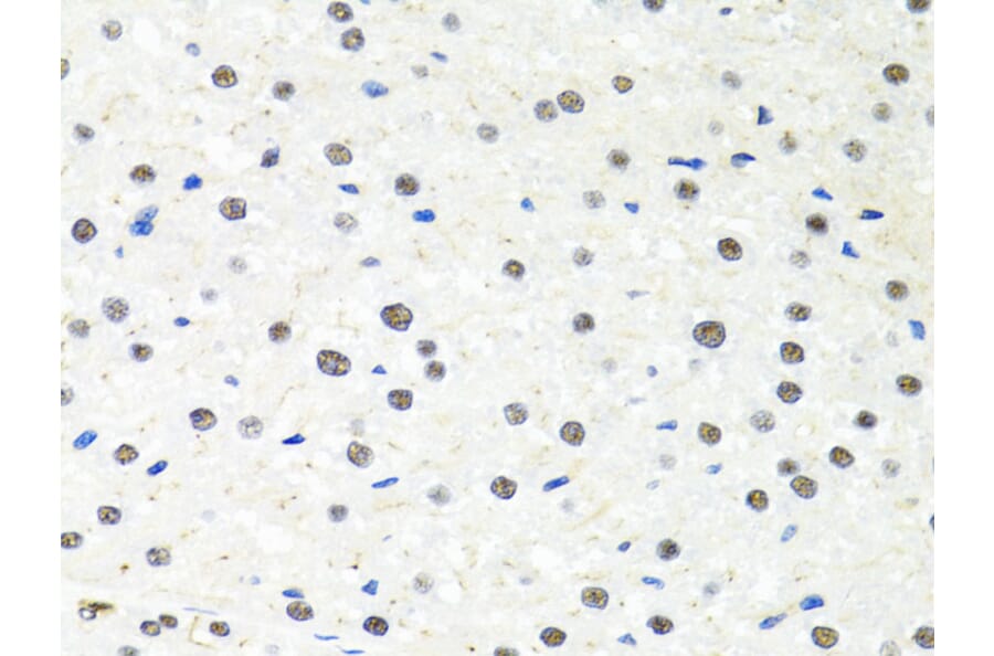 Immunohistochemistry - Anti-PP-X Antibody (A13877) - Antibodies.com