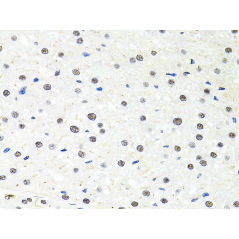 Immunohistochemistry - Anti-PP-X Antibody (A13877) - Antibodies.com