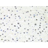 Immunohistochemistry - Anti-PP-X Antibody (A13877) - Antibodies.com