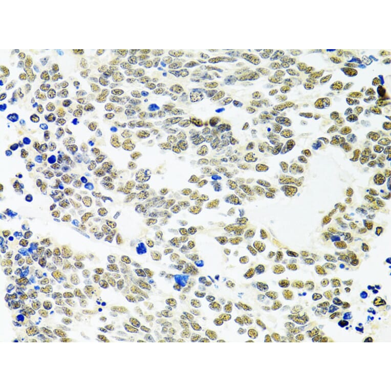 Immunohistochemistry - Anti-PP-X Antibody (A13877) - Antibodies.com