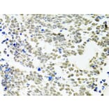 Immunohistochemistry - Anti-PP-X Antibody (A13877) - Antibodies.com
