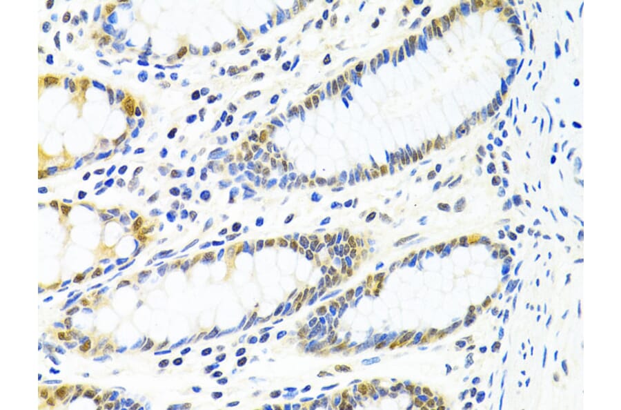 Immunohistochemistry - Anti-PP-X Antibody (A13877) - Antibodies.com