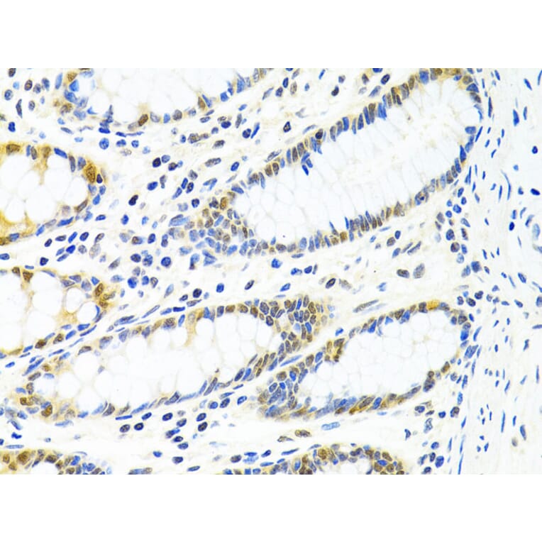 Immunohistochemistry - Anti-PP-X Antibody (A13877) - Antibodies.com