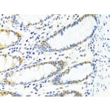 Immunohistochemistry - Anti-PP-X Antibody (A13877) - Antibodies.com