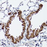 Immunohistochemistry - Anti-ERK5 Antibody (A13879) - Antibodies.com