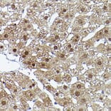 Immunohistochemistry - Anti-ERK5 Antibody (A13879) - Antibodies.com