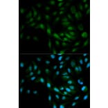 Immunofluorescence - Anti-ERK5 Antibody (A13879) - Antibodies.com