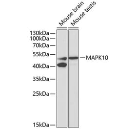 Western Blot - Anti-MAPK10 Antibody (A13880) - Antibodies.com
