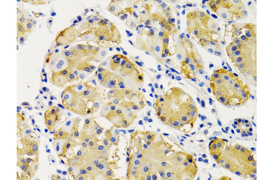 Immunohistochemistry - Anti-PTEN Antibody (A13881) - Antibodies.com