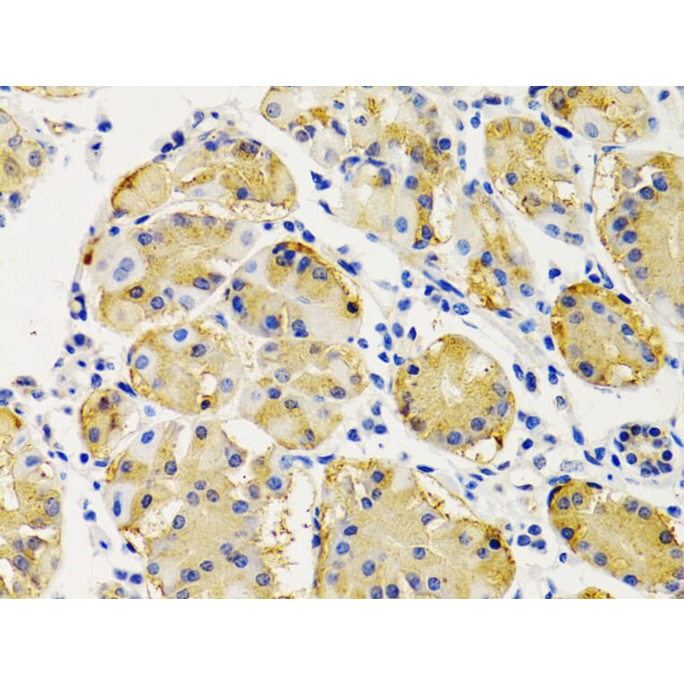 Immunohistochemistry - Anti-PTEN Antibody (A13881) - Antibodies.com