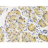 Immunohistochemistry - Anti-PTEN Antibody (A13881) - Antibodies.com