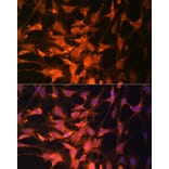 Immunofluorescence - Anti-PTEN Antibody (A13881) - Antibodies.com