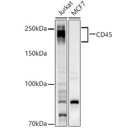 Western Blot - Anti-CD45 Antibody (A13883) - Antibodies.com