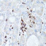 Immunohistochemistry - Anti-CD45 Antibody (A13883) - Antibodies.com