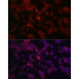 Immunofluorescence - Anti-CD45 Antibody (A13883) - Antibodies.com