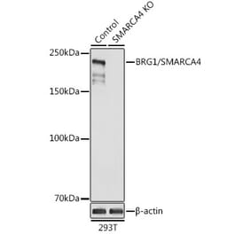 Western Blot - Anti-BRG1 Antibody (A13884) - Antibodies.com