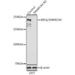 Western Blot - Anti-BRG1 Antibody (A13884) - Antibodies.com