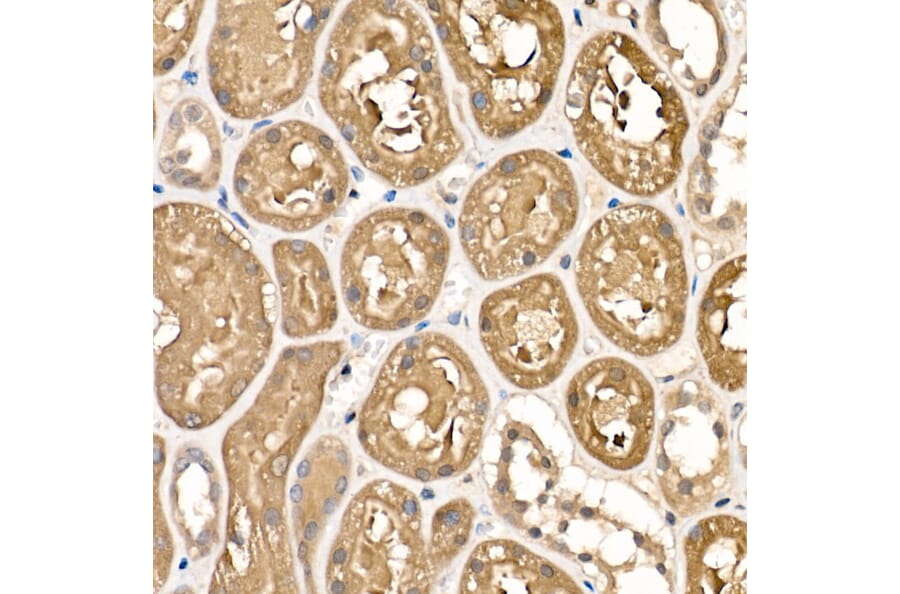 Immunohistochemistry - Anti-Sorbitol Dehydrogenase Antibody (A13885) - Antibodies.com