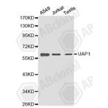 Western Blot - Anti-UAP1 Antibody (A2119) - Antibodies.com