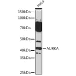 Western Blot - Anti-Aurora A Antibody (A13887) - Antibodies.com