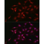 Immunofluorescence - Anti-LKB1 Antibody (A13888) - Antibodies.com