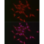 Immunofluorescence - Anti-LKB1 Antibody (A13888) - Antibodies.com