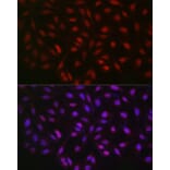 Immunofluorescence - Anti-LKB1 Antibody (A13888) - Antibodies.com