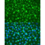 Immunofluorescence - Anti-Syk Antibody (A13889) - Antibodies.com