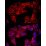Immunofluorescence - Anti-CD90/Thy1 Antibody (A13891) - Antibodies.com