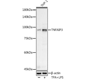 Western Blot - Anti-TNFAIP3 Antibody (A13892) - Antibodies.com