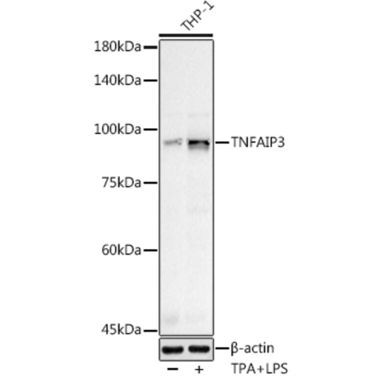 Western Blot - Anti-TNFAIP3 Antibody (A13892) - Antibodies.com
