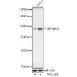 Western Blot - Anti-TNFAIP3 Antibody (A13892) - Antibodies.com