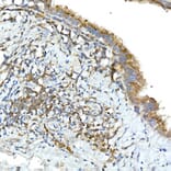 Immunohistochemistry - Anti-TNFAIP3 Antibody (A13892) - Antibodies.com