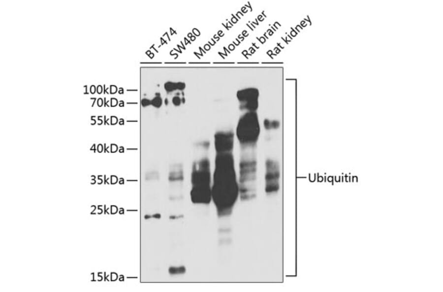 Western Blot - Anti-Ubiquitin Antibody (A13894) - Antibodies.com