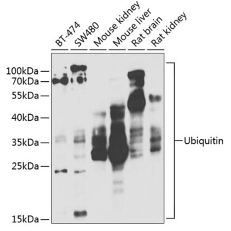 Western Blot - Anti-Ubiquitin Antibody (A13894) - Antibodies.com