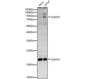 Western Blot - Anti-SUMO 1 Antibody (A13895) - Antibodies.com