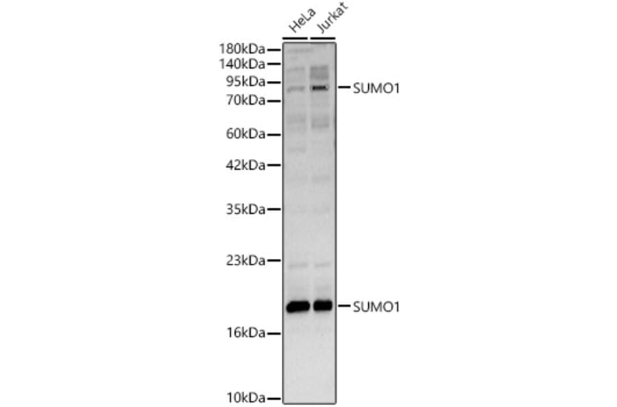 Western Blot - Anti-SUMO 1 Antibody (A13895) - Antibodies.com
